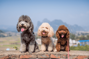 cho tot thu cung poodle-con