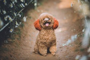 cho tot thu cung poodle